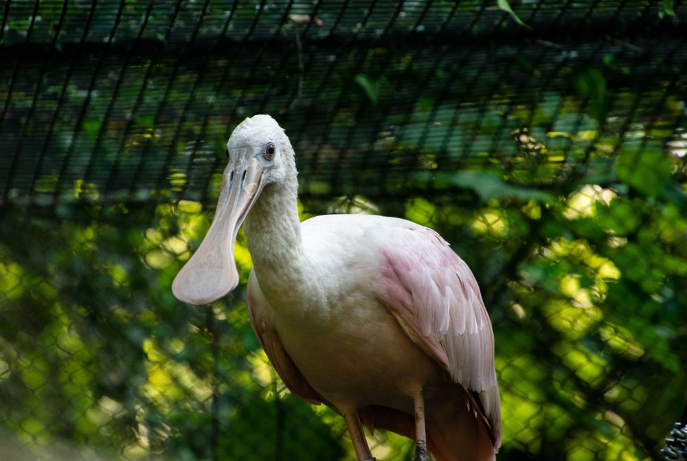 A spoon-billed stork in Dickerson Park Zoo