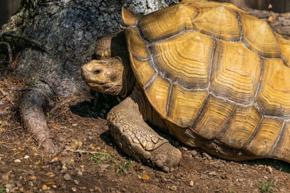 A tortoise in Dickerson Park Zoo