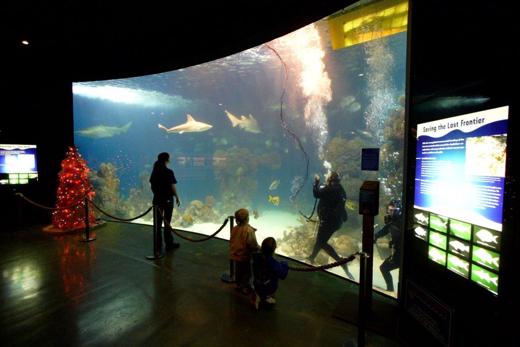 Shark tank of Wildlife National Museum & Aquarium