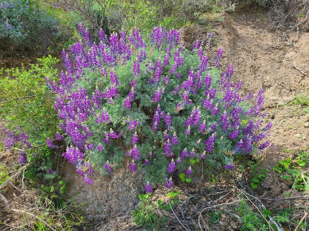 Lupine wildflowers at Las Trampas Regional Wilderness Park