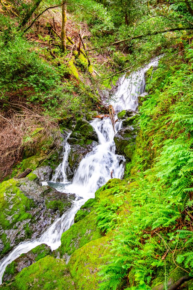 Plants and trees surrounding Cataract Falls