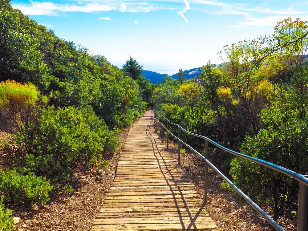 Wooden pathway at Mount Tamalpais State Park