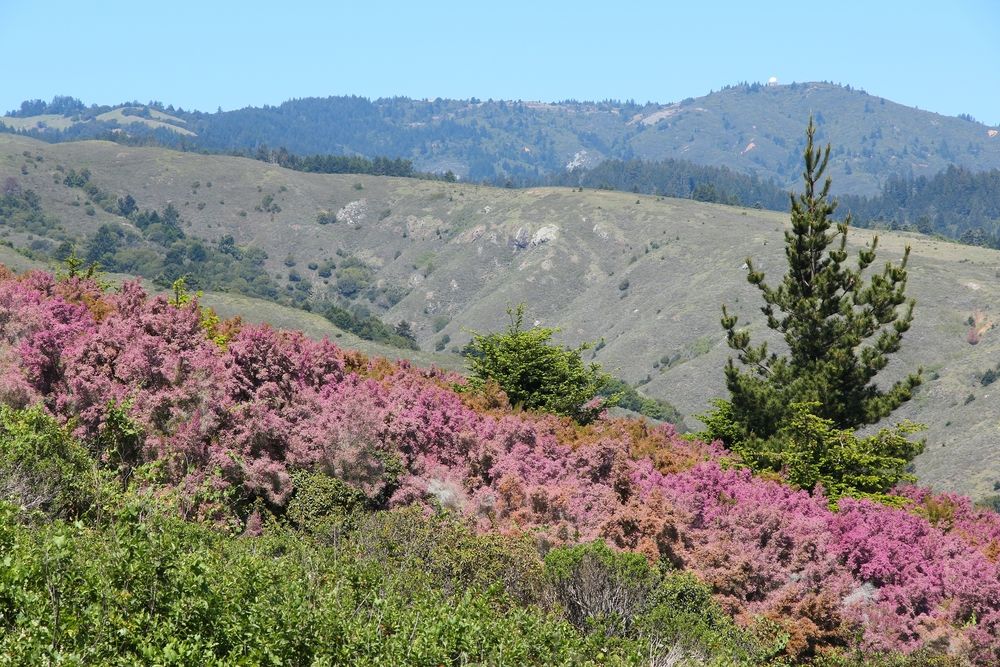 Flowers at Mount Tamalpais State Park