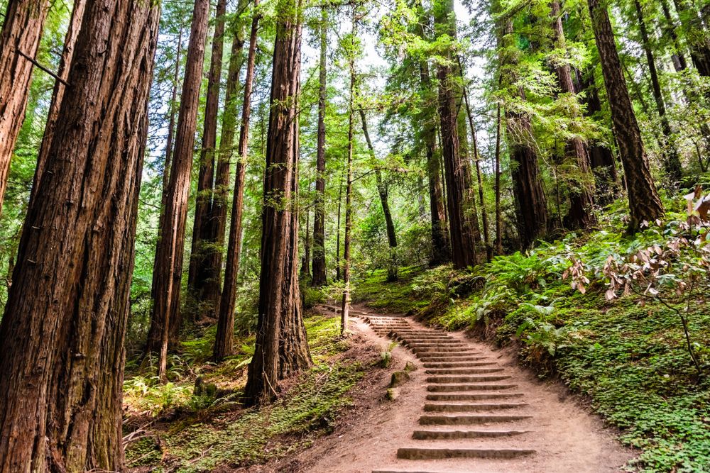 Steps leading to Muir Woods National Monument