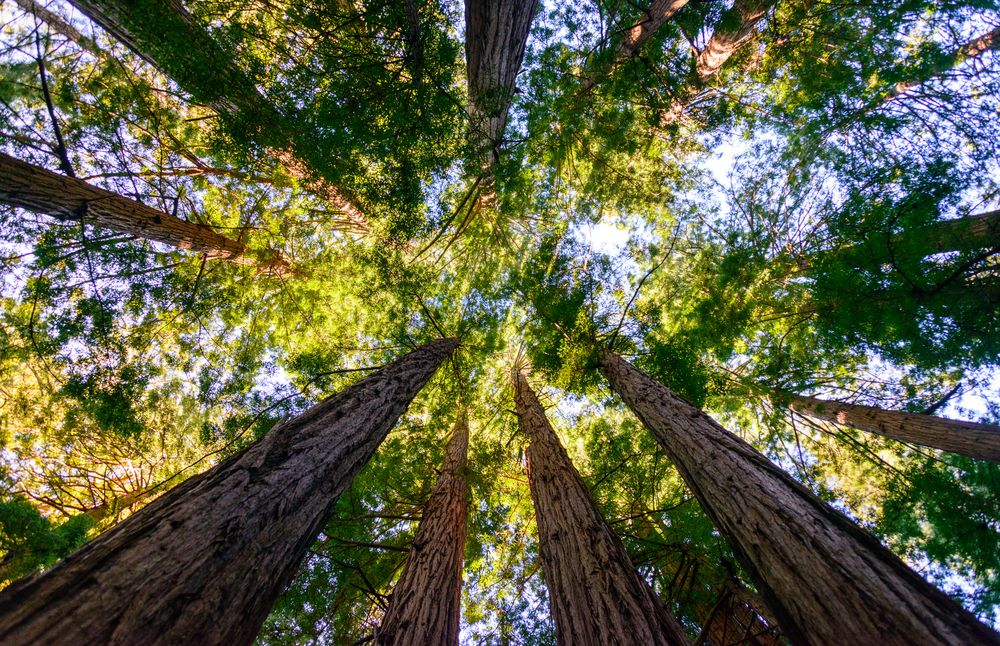 Top half of the trees at Muir Woods National Monument
