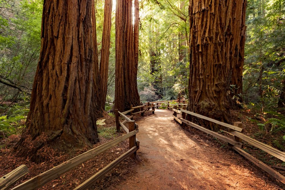 Trail at Muir Woods National Monument