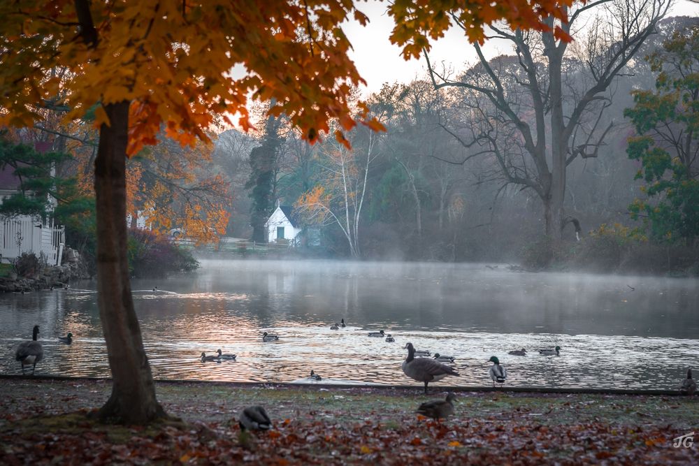 Ducks swimming at Avalon Nature Preserve