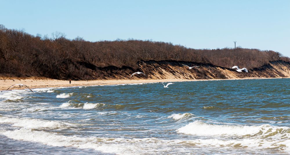 Birds flying over Long Island Sound