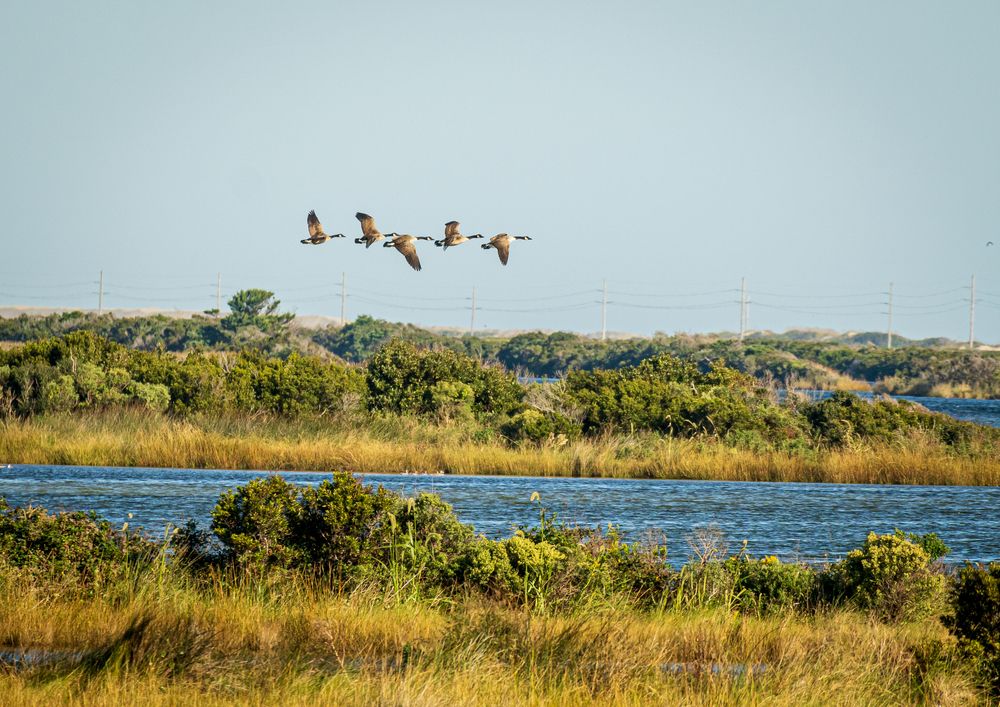 Birds flying over Pea Island National Wildlife Refuge