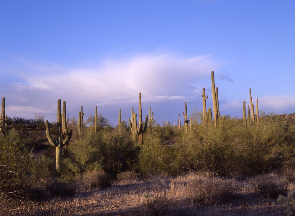 Cacti at San Tan Mountain Regional Park