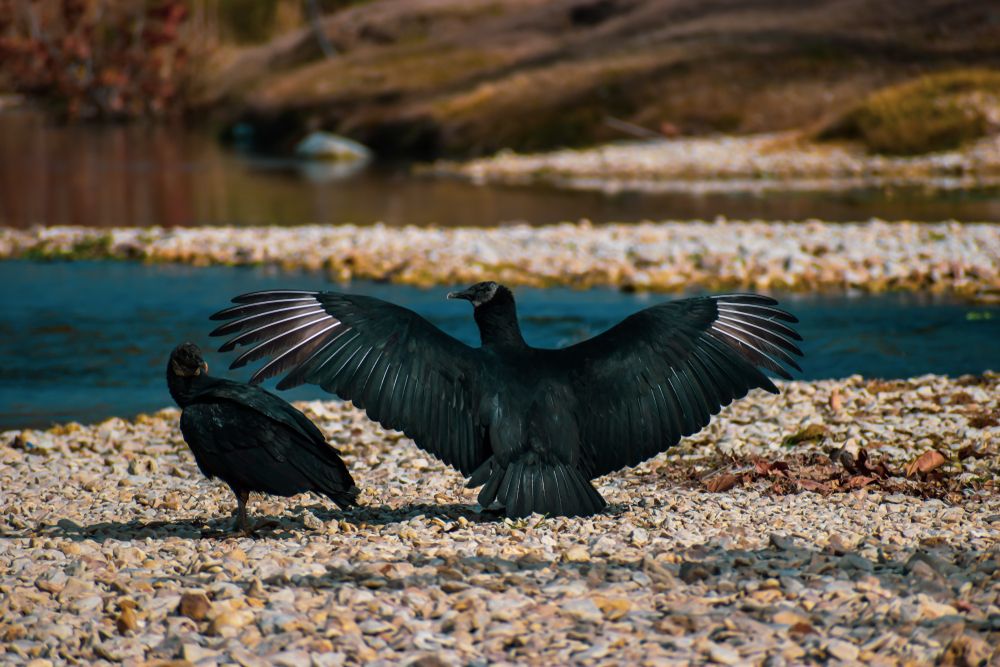 Birds near Pace Park's water