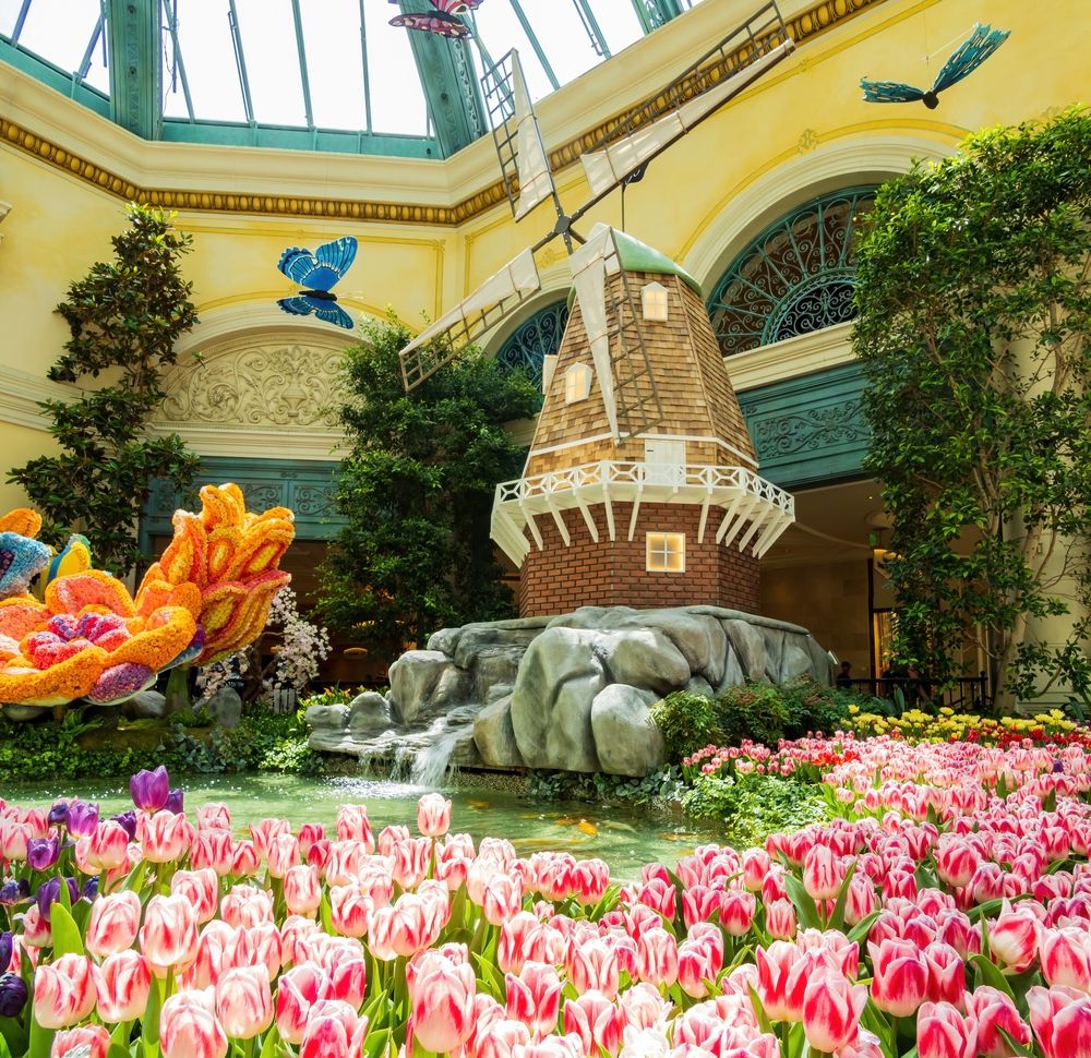 Tulips at Bellagio Conservatory & Botanical Gardens