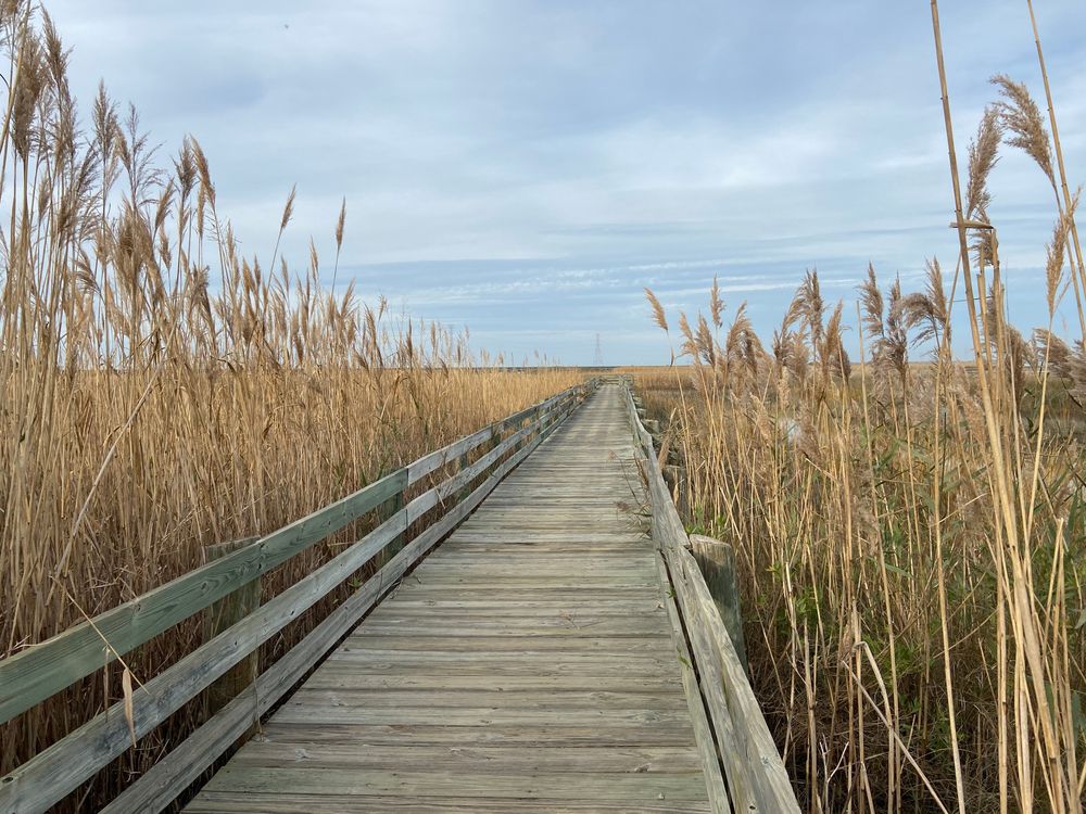Boardwalk trail at Ragged Island Wildlife Management Area