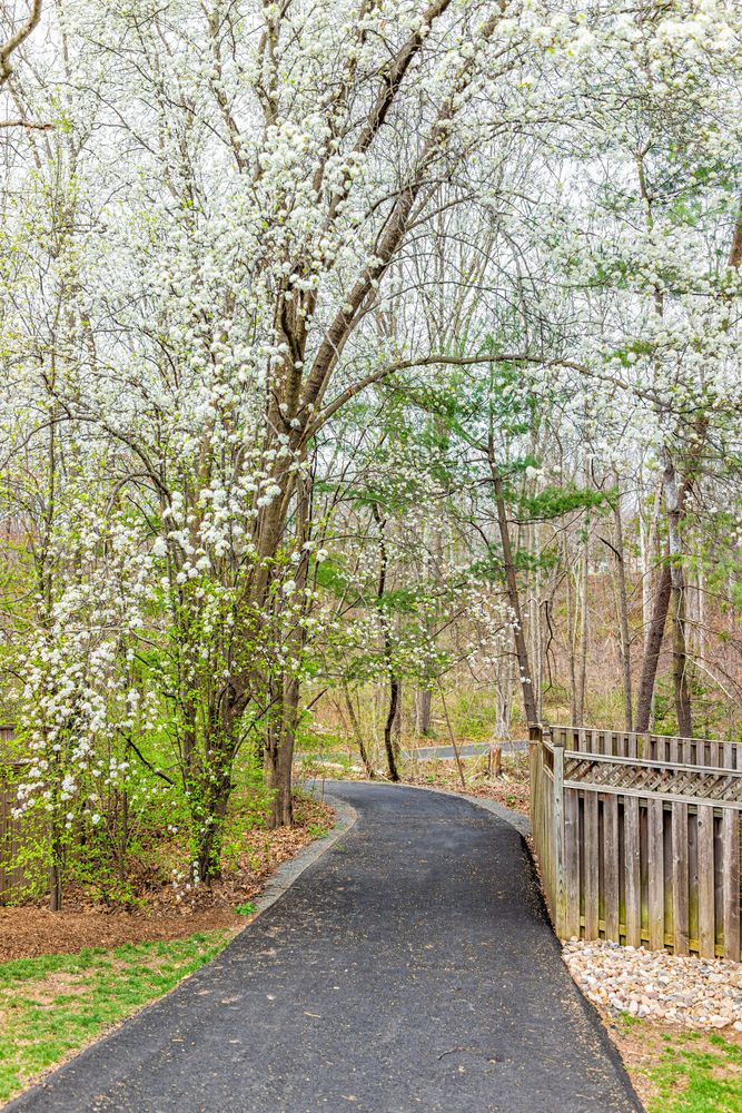 Trail lined with cherry blossom trees at Sugarland Run Stream Valley Park