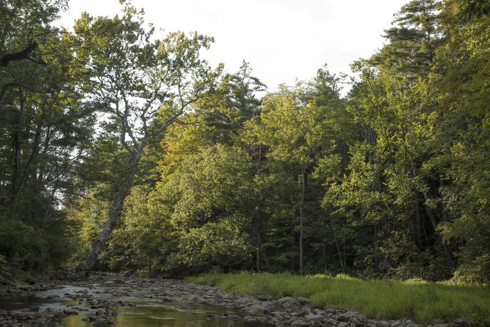 Lush greenery beside the river of LaPlatte Nature Park