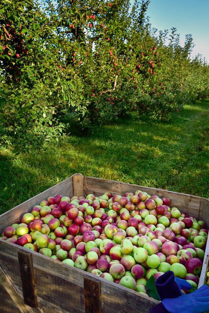 Freshly harvested apples at Shelburne Orchards
