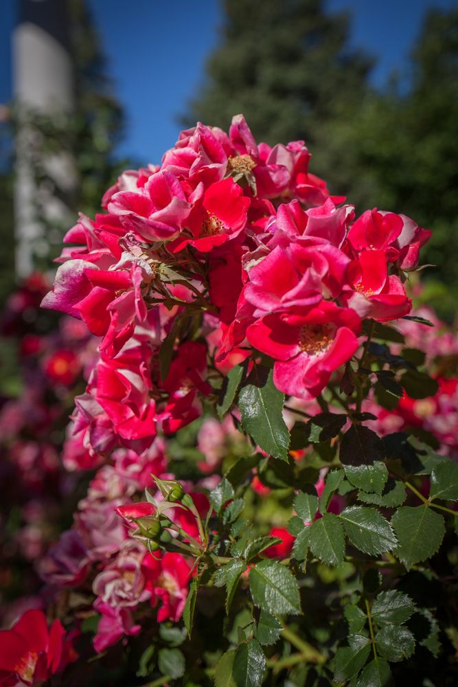 Vibrant flowers at Manito Park