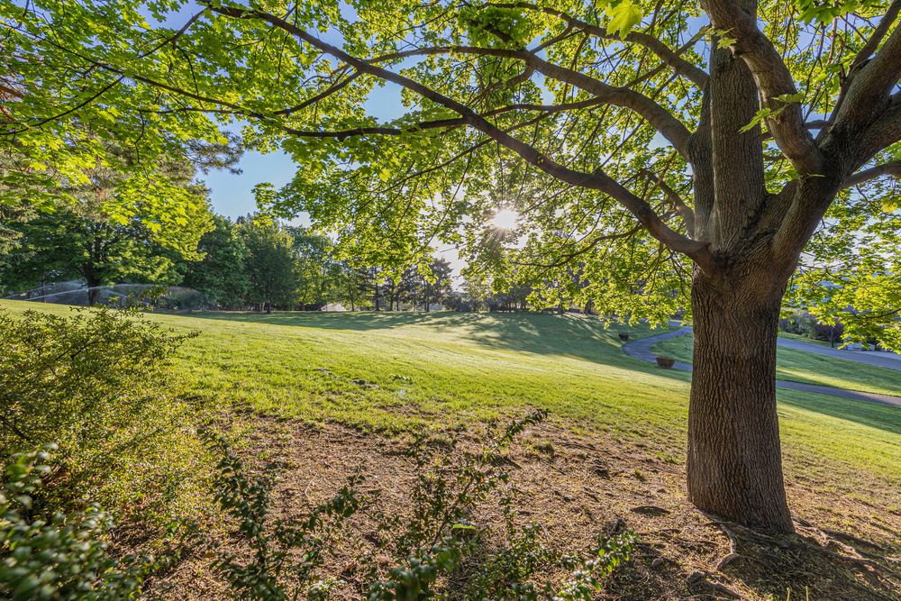 Trees at Riverfront Park