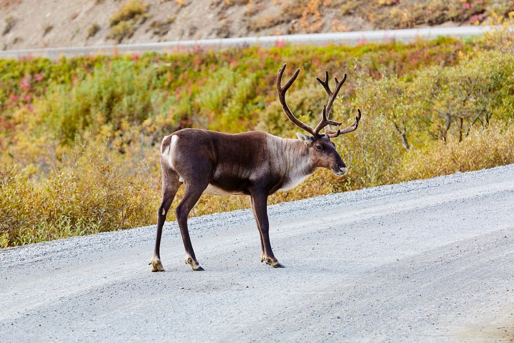 A reindeer at Denali National Park & Preserve