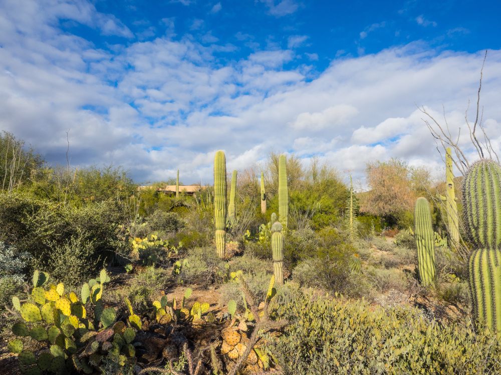 Succulents at Arizona-Sonora Desert Museum
