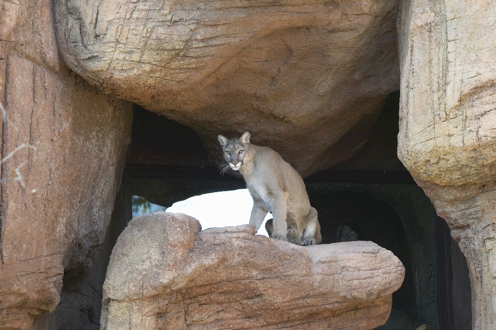 Mountain lion at Arizona-Sonora Desert Museum