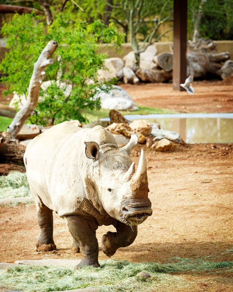 Rhinoceros at Phoenix Zoo