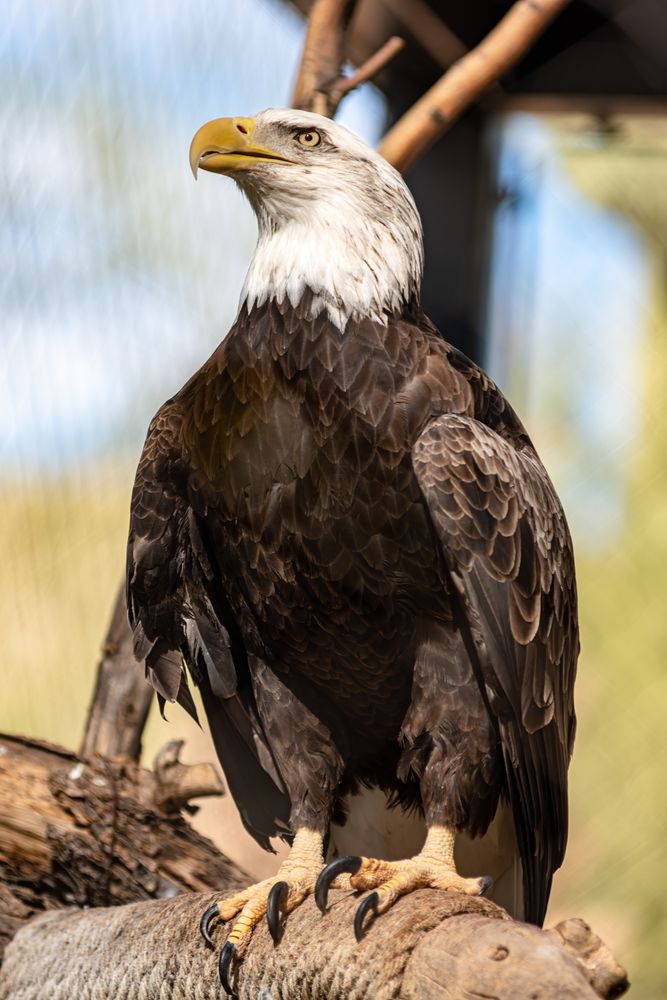 American bald eagle at Phoenix Zoo