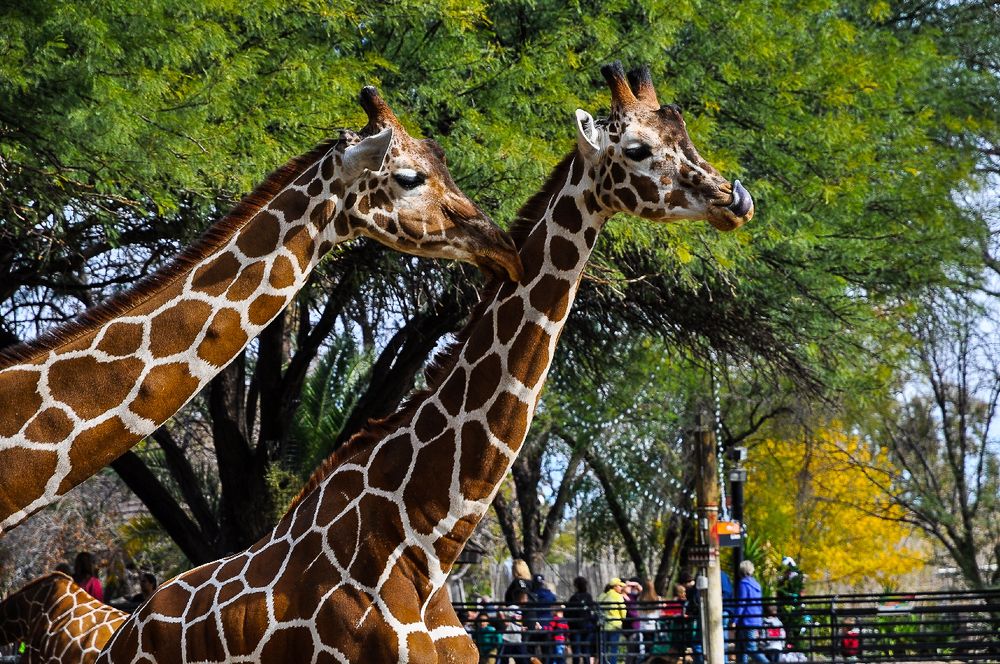 Giraffes at Reid Park Zoo