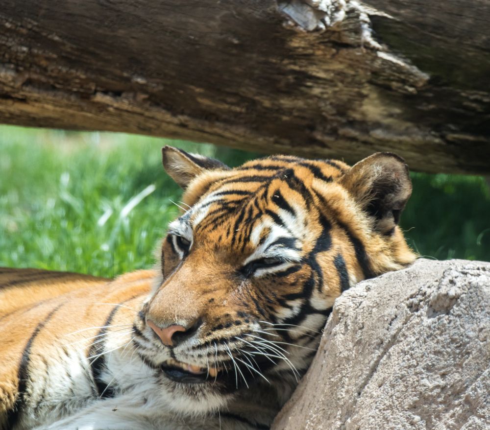 Tiger at Reid Park Zoo