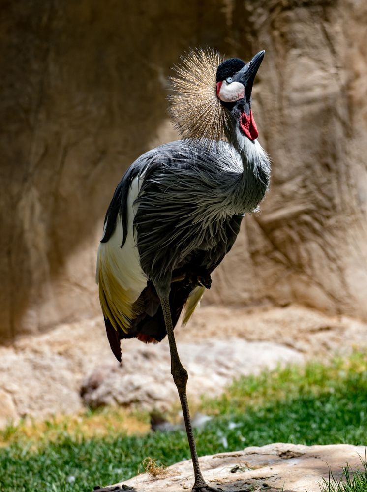 Crowned crane at Reid Park Zoo