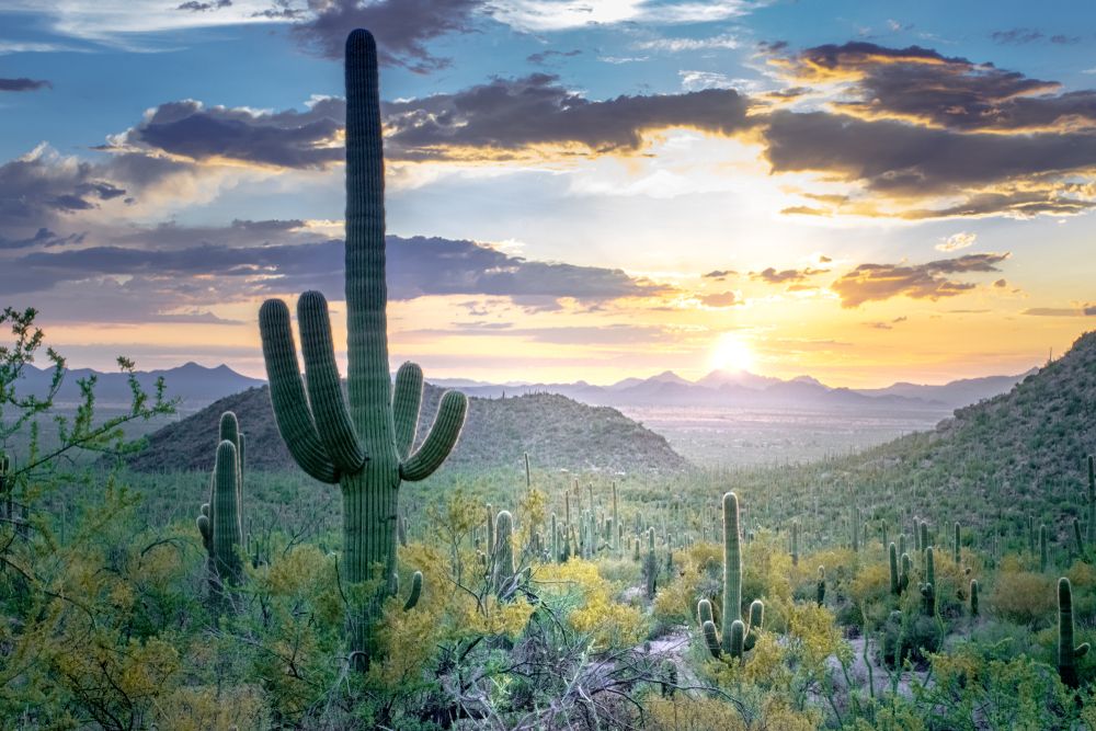 The largest cactus at Saguaro National Park