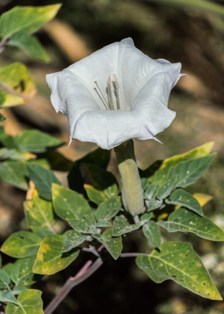 A flower at Tohono Chul