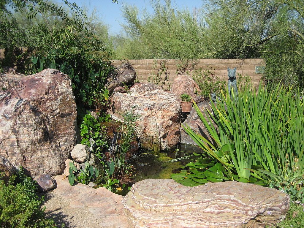 A pond at Tohono Chul