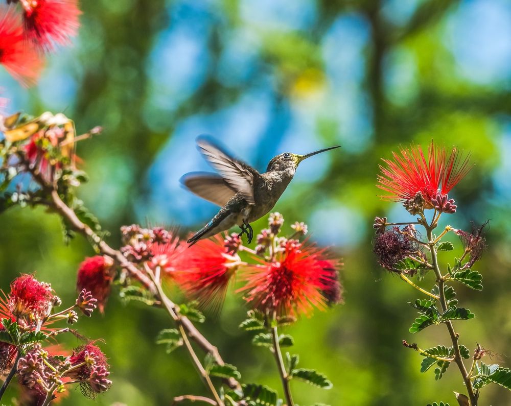 Hummingbird on flowers at Tucson Botanical Gardens