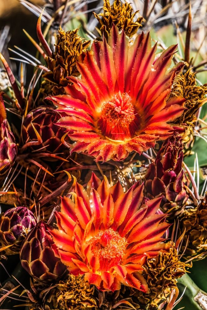 Vibrant flowers at Tucson Botanical Gardens