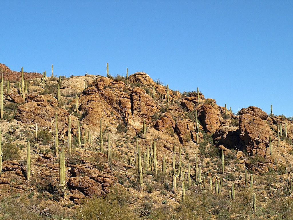 Scenic view of Tucson Mountain Park