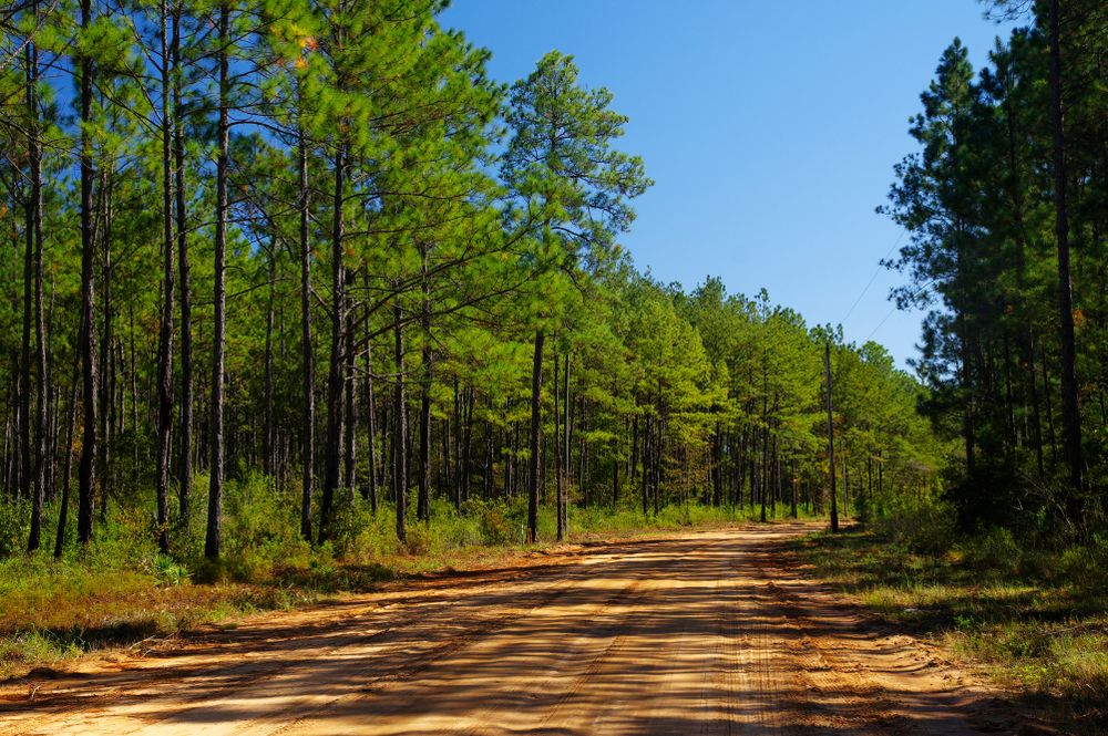 Dirt road at Lake Talquin State Forest