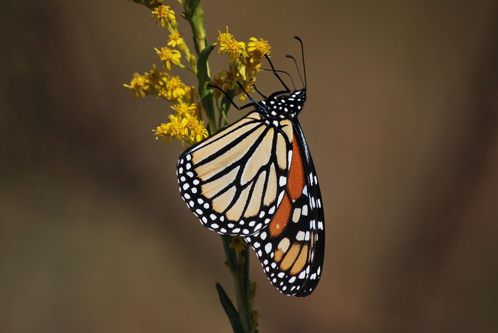 A beautiful butterfly in St. Marks National Wildlife Refuge
