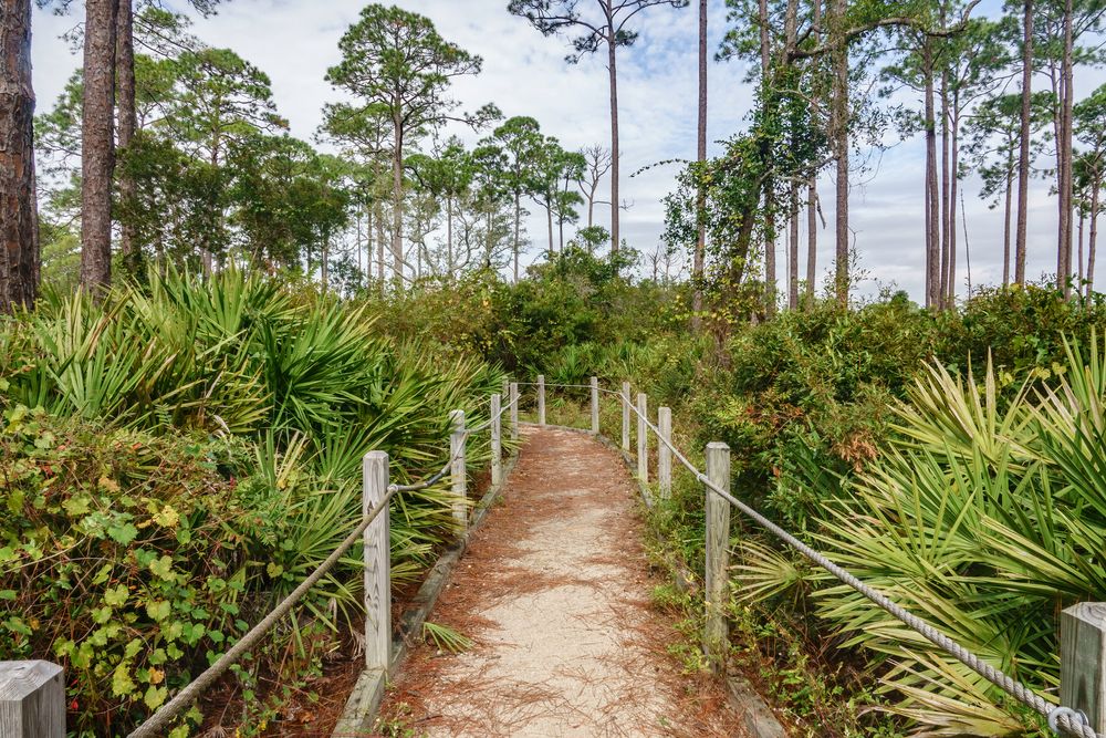 Trail lined with plants in St. Marks National Wildlife Refuge