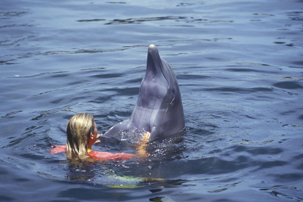 A trainer with a dolphin at Theatre of the Sea
