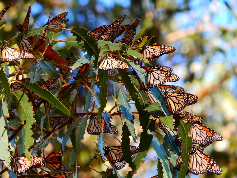 View of butterflies at Monarch Butterfly Grove