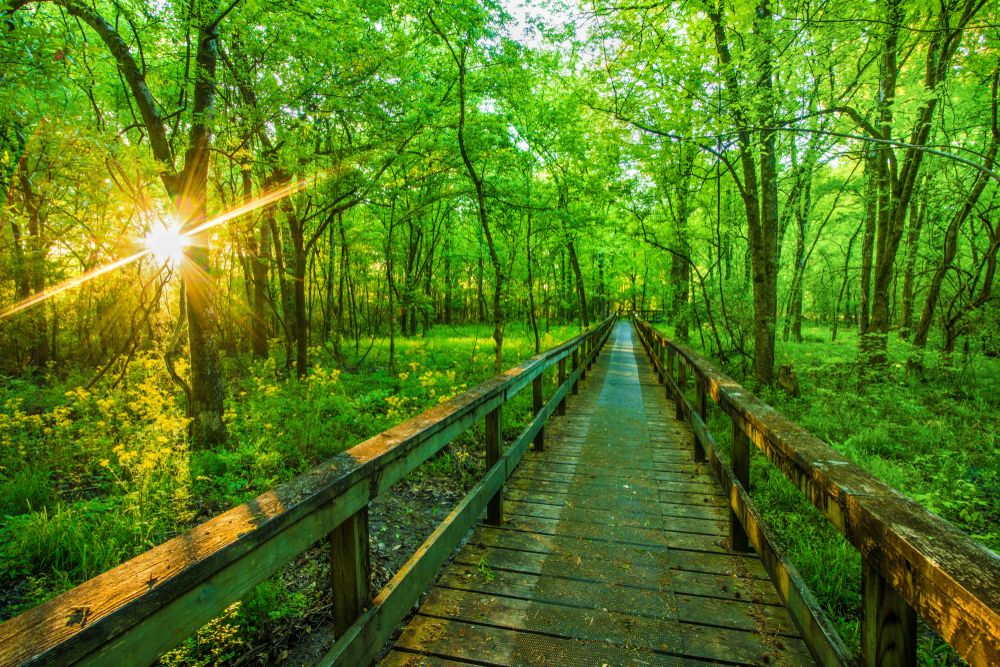 Boardwalk trail at Natchez Trace Parkway