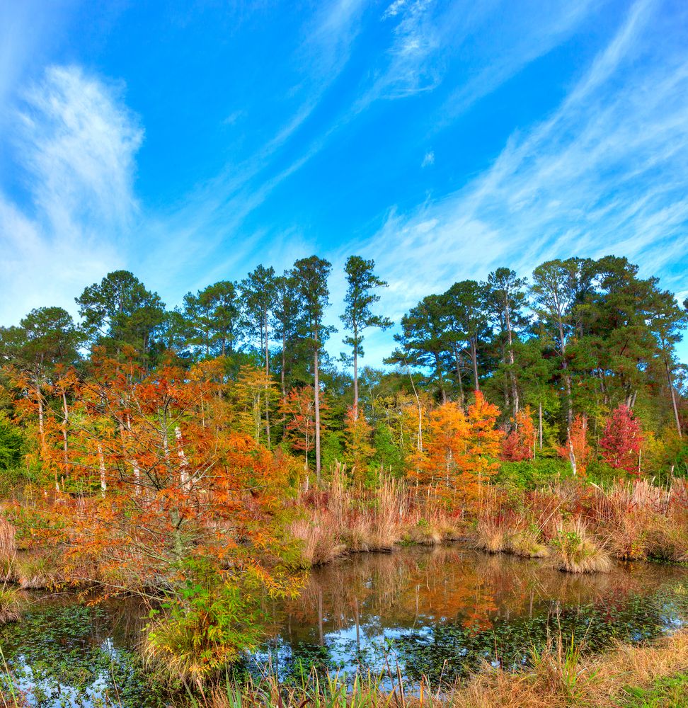 A swamp along Natchez Trace Parkway