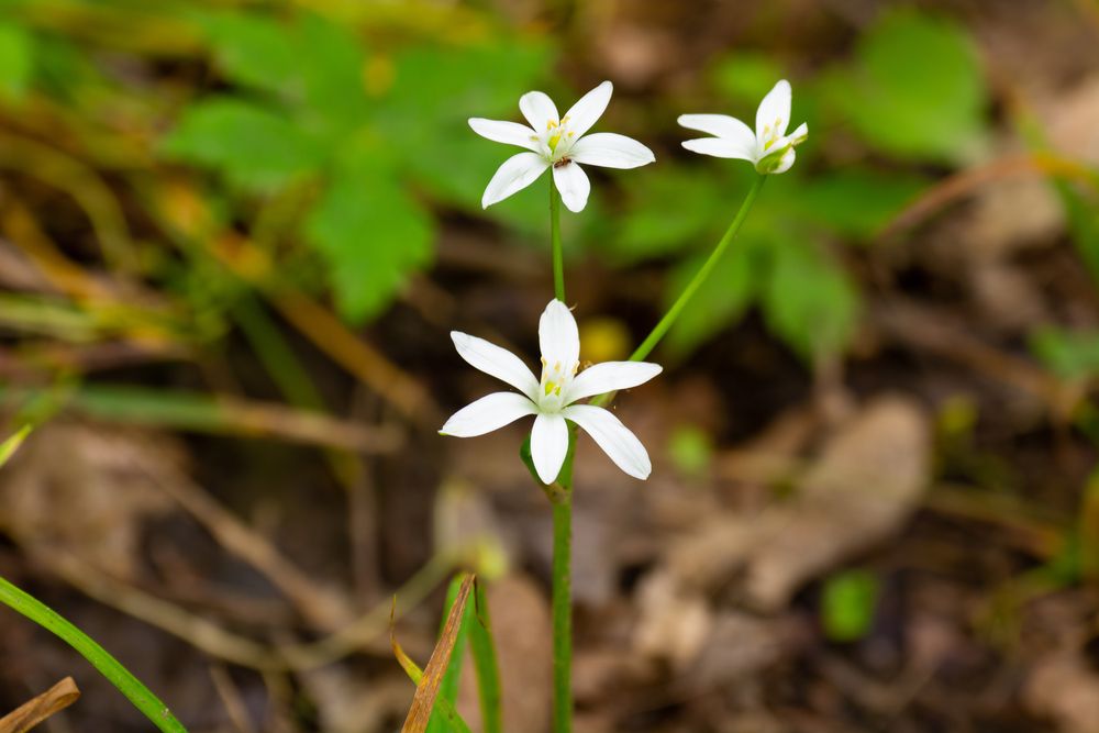 Star bethlehem at Howard Collier State Nature Preserve
