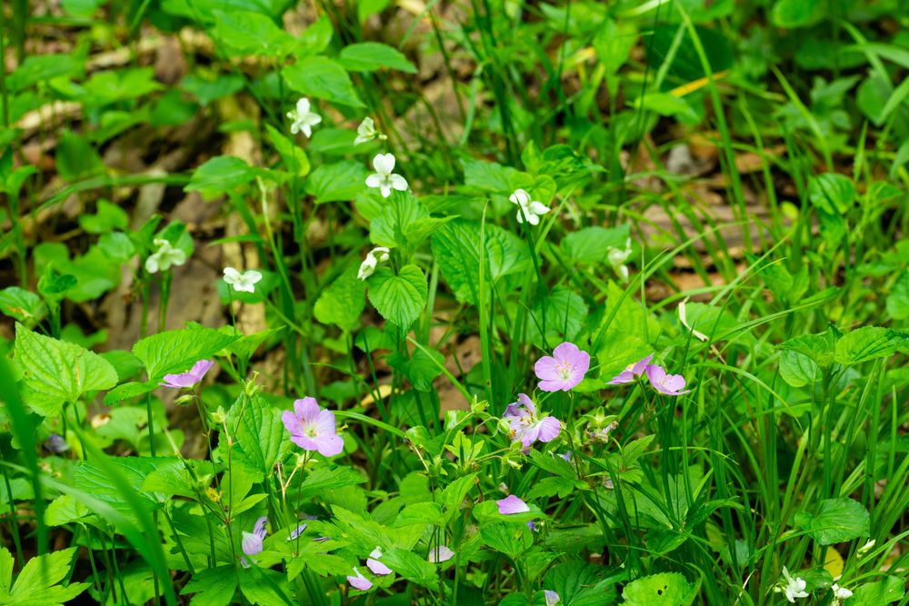 Cluster of wildflowers at Howard Collier State Nature Preserve