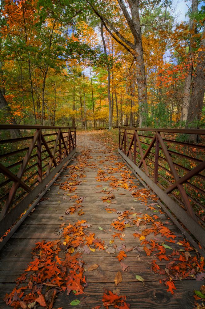 Footbridge at Oak Openings Preserve