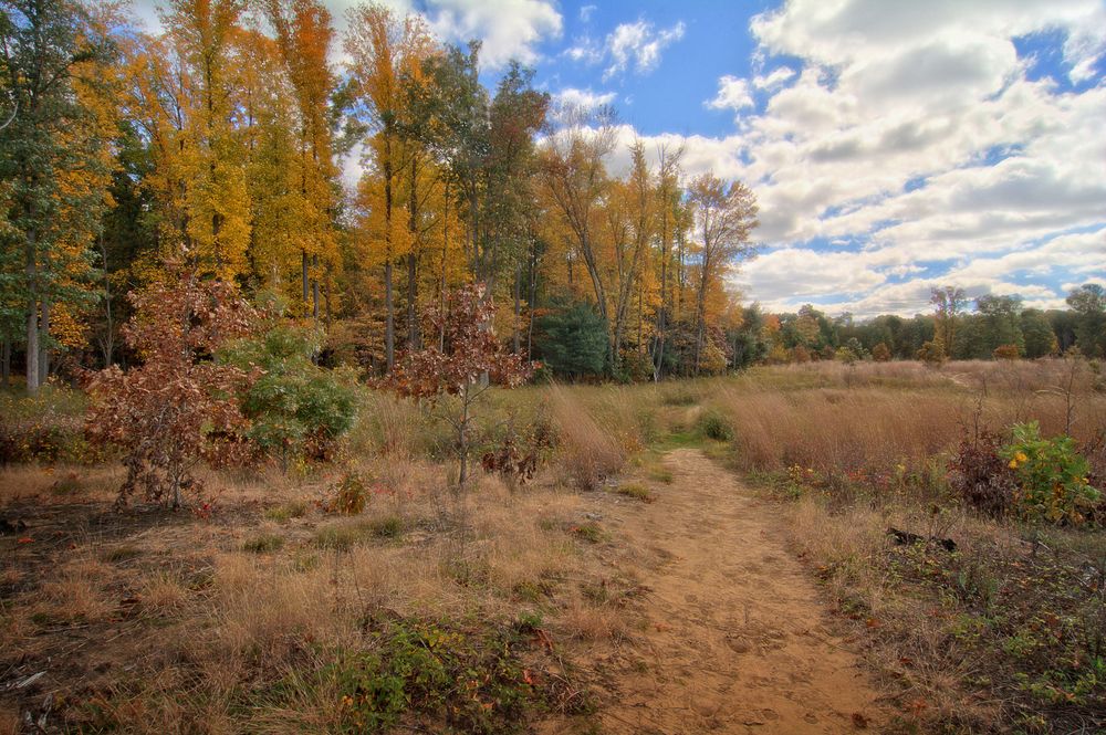 Landscape of Oak Openings Preserve