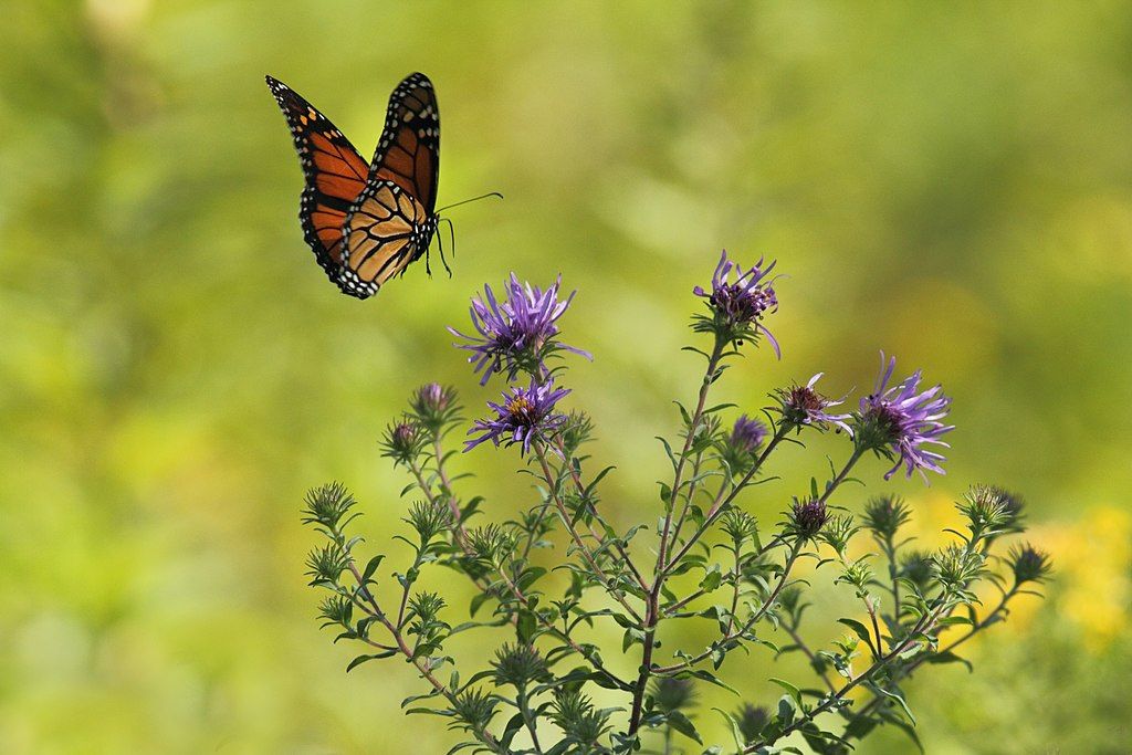 A monarch butterfly at Swan Creek Preserve