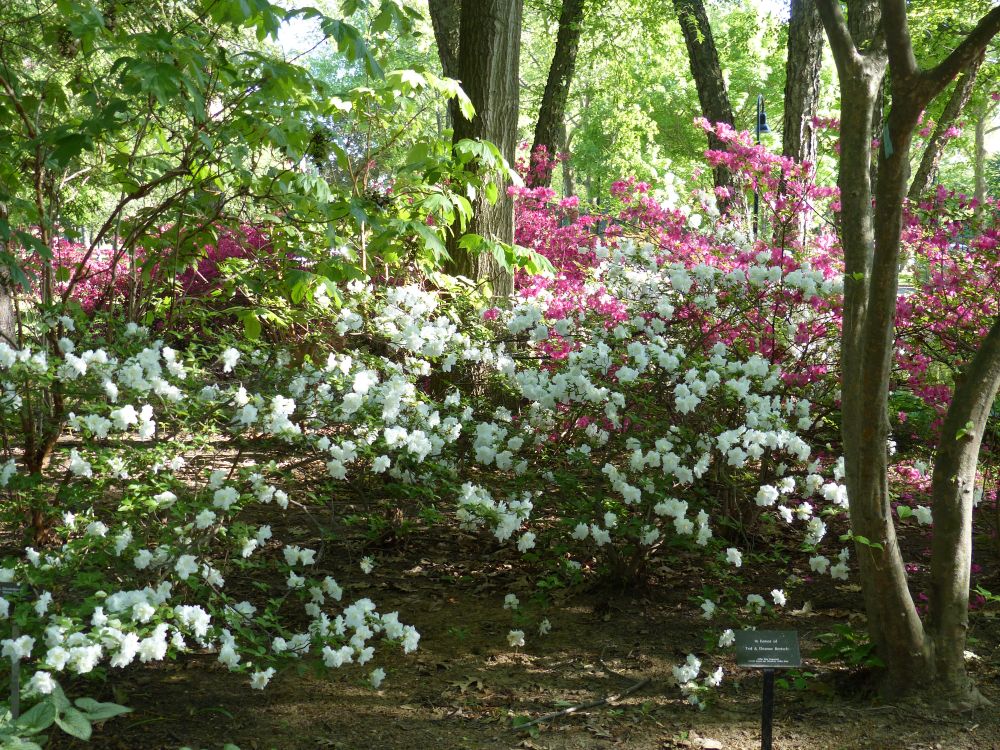 Pretty flowers at Toledo Botanical Garden