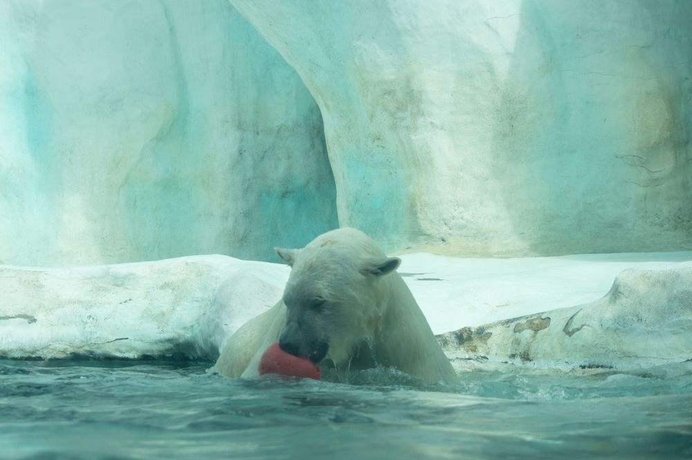 Polar bear at Toledo Zoo